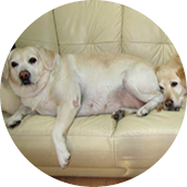 住之江株式会社｜大阪府東大阪市